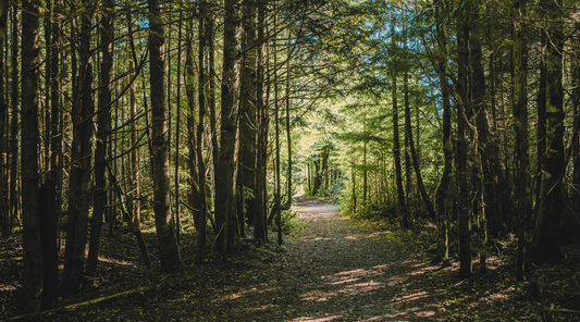 Quantum Expands Victory Antimony Property in Haida Gwaii, BC